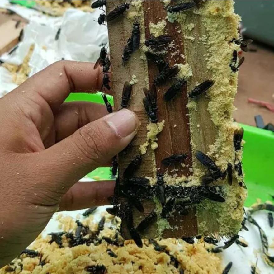 Budidaya Magot: Solusi Efektif dalam Mengatasi Sampah Organik